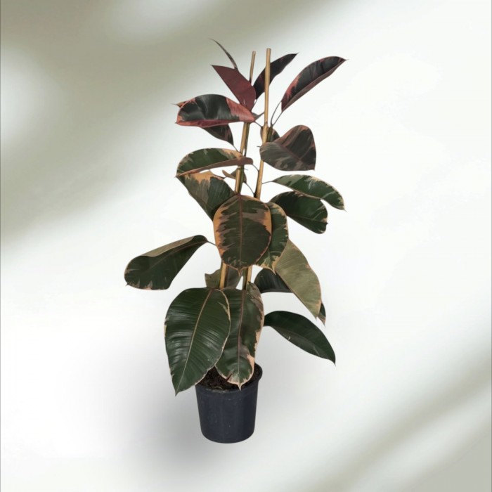 Ficus Belize Kauçuk Ficus Belize Kauçuk